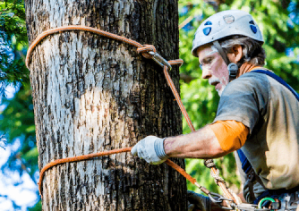 Arborist Knots Guide - Guide cover image