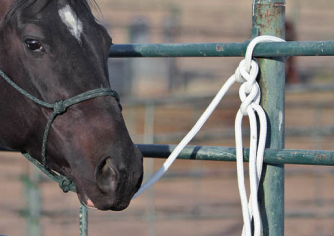 Horse & Farm Knots Guide - Guide cover image